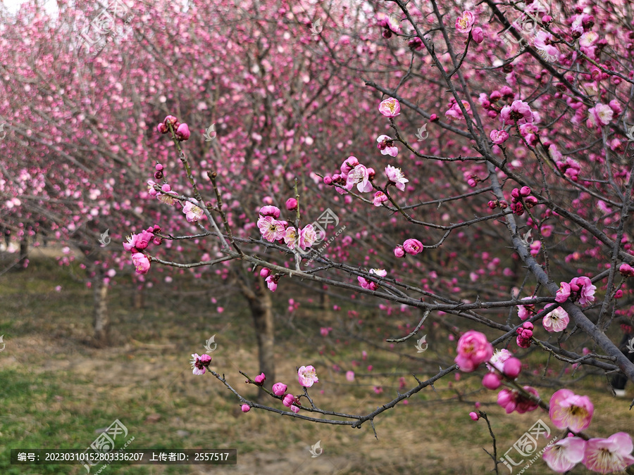 梅花素材