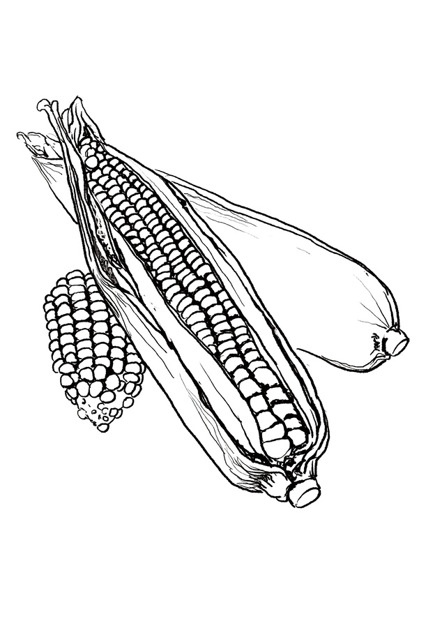 線描玉米