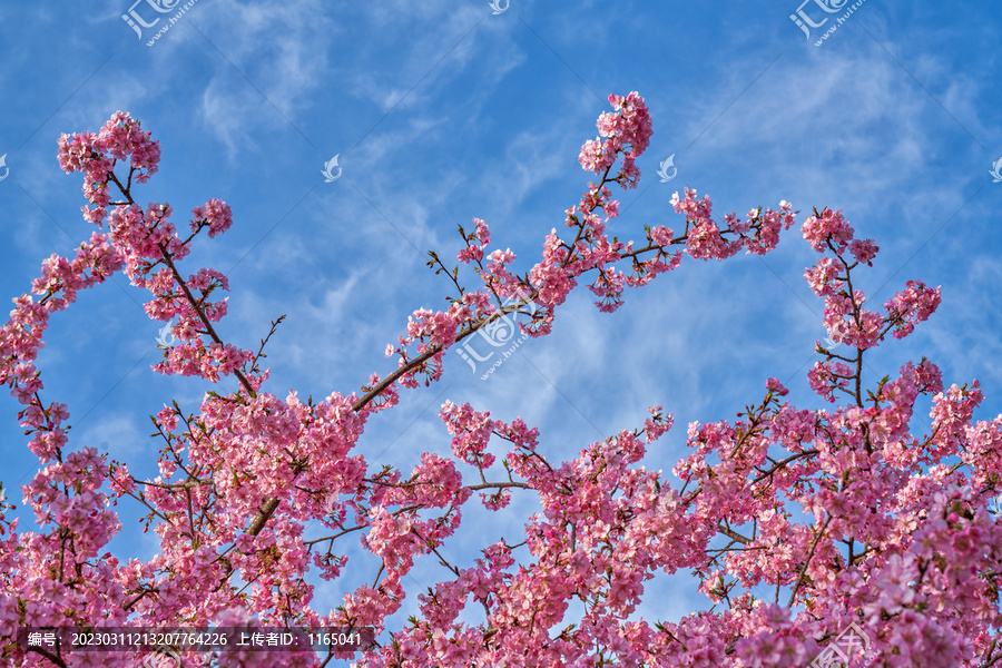 樱花枝