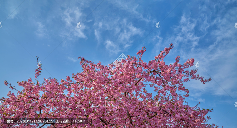 粉色樱花