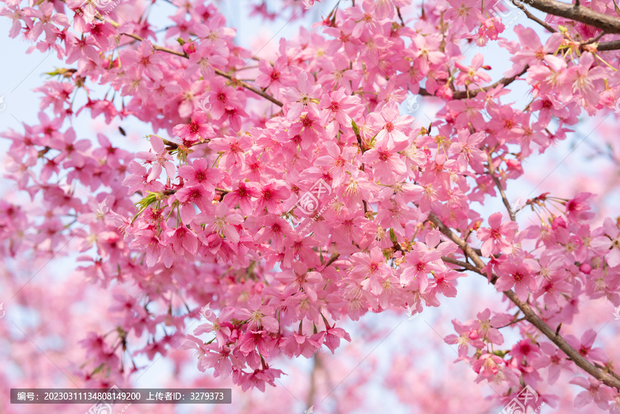 樱花