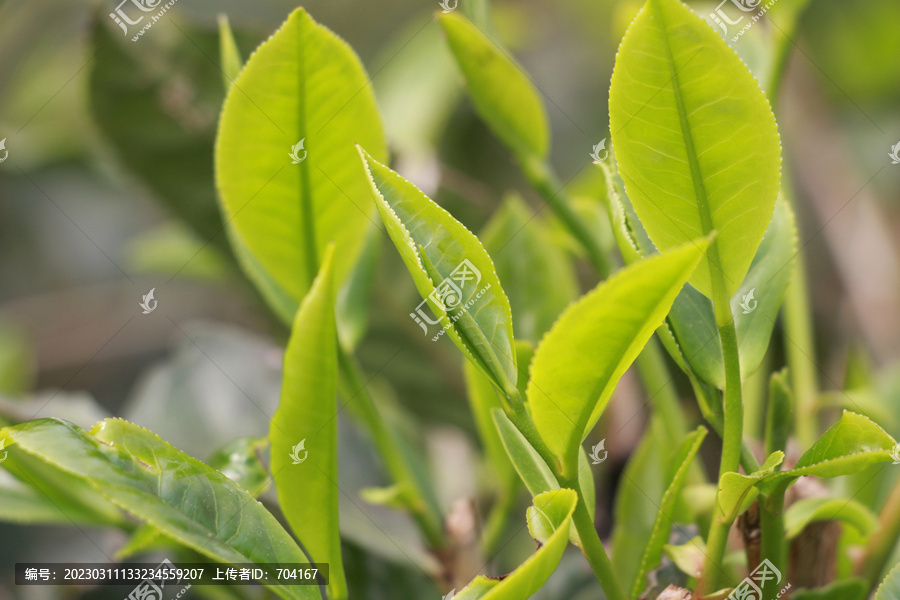 春季茶叶新芽