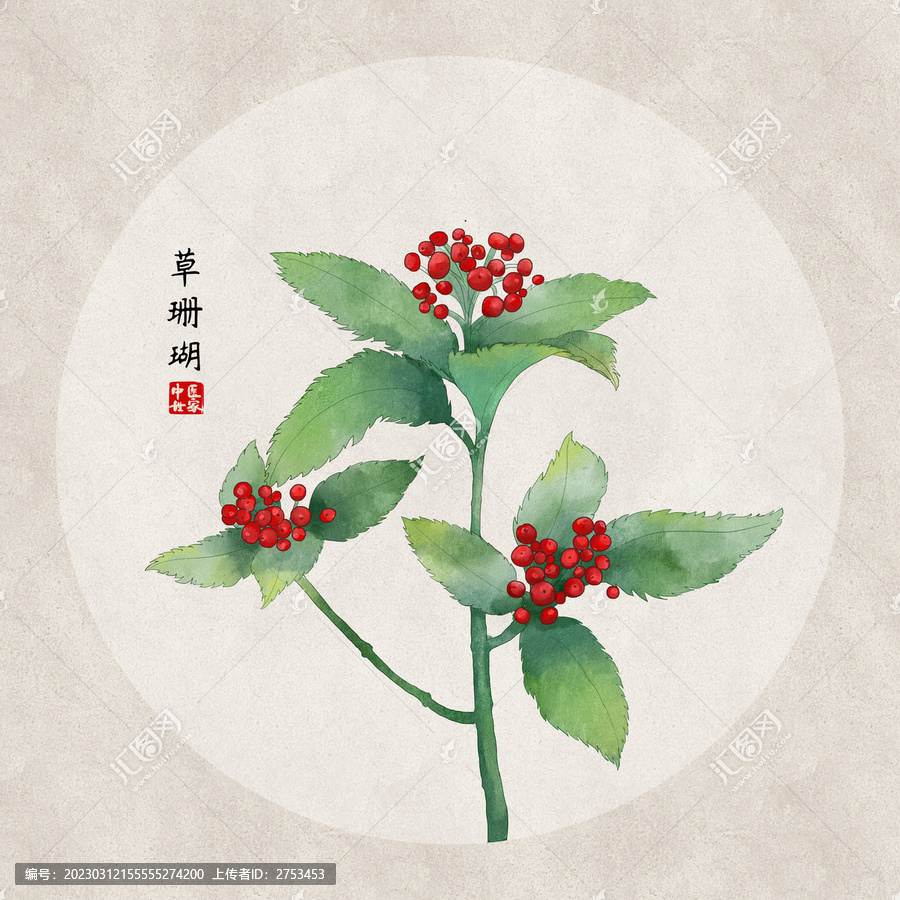 草珊瑚
