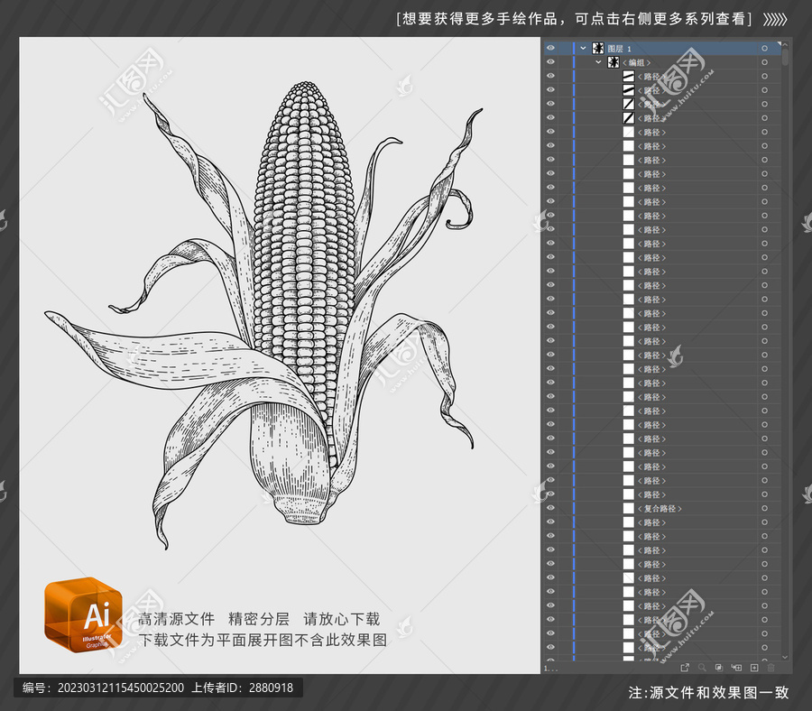 成熟的玉米手繪插圖