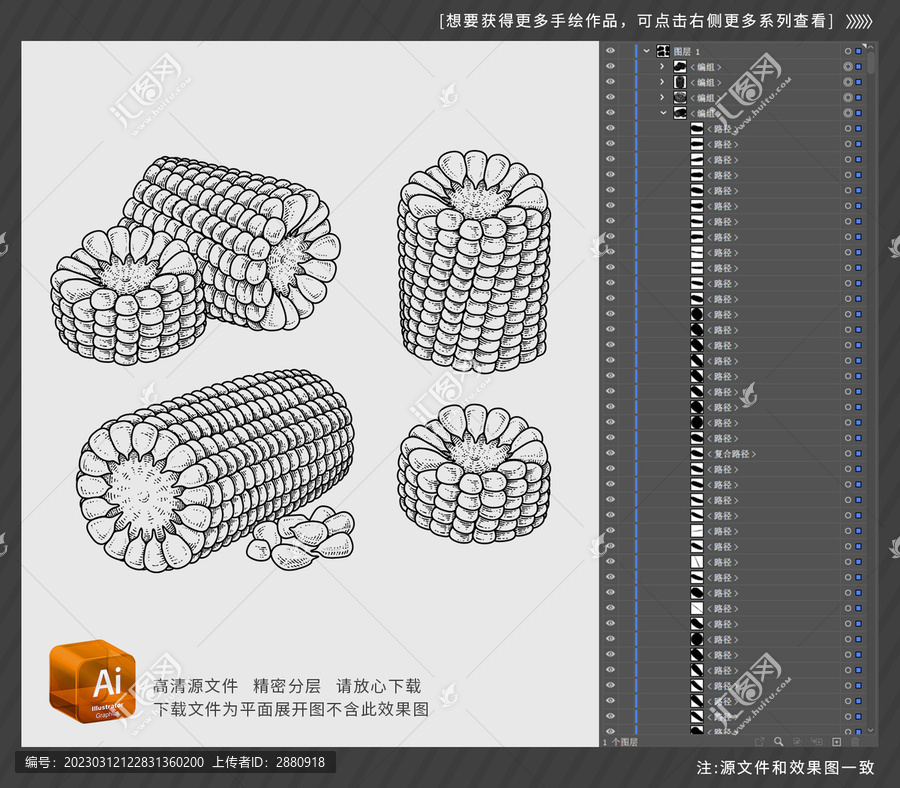 素描成熟的玉米