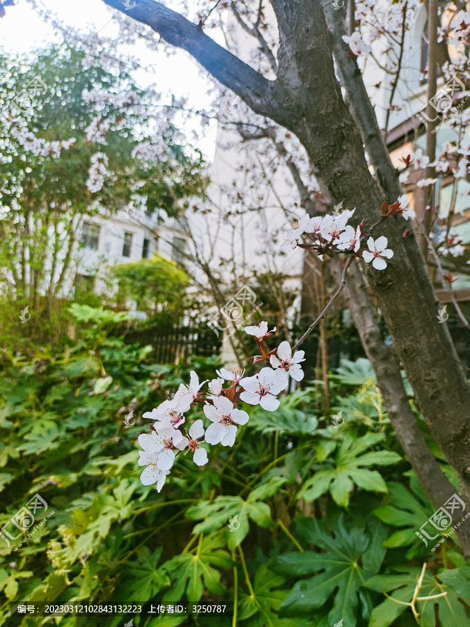 杏花花瓣