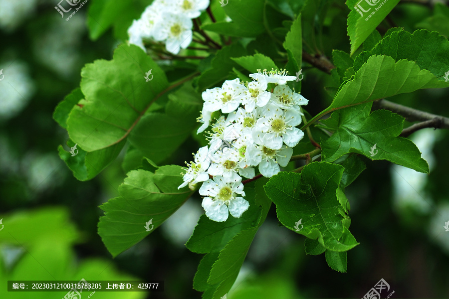 春天白色山楂花