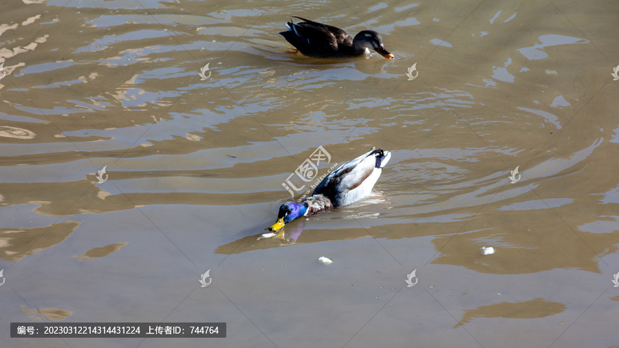 青海湟水森林公园河畔的野鸭