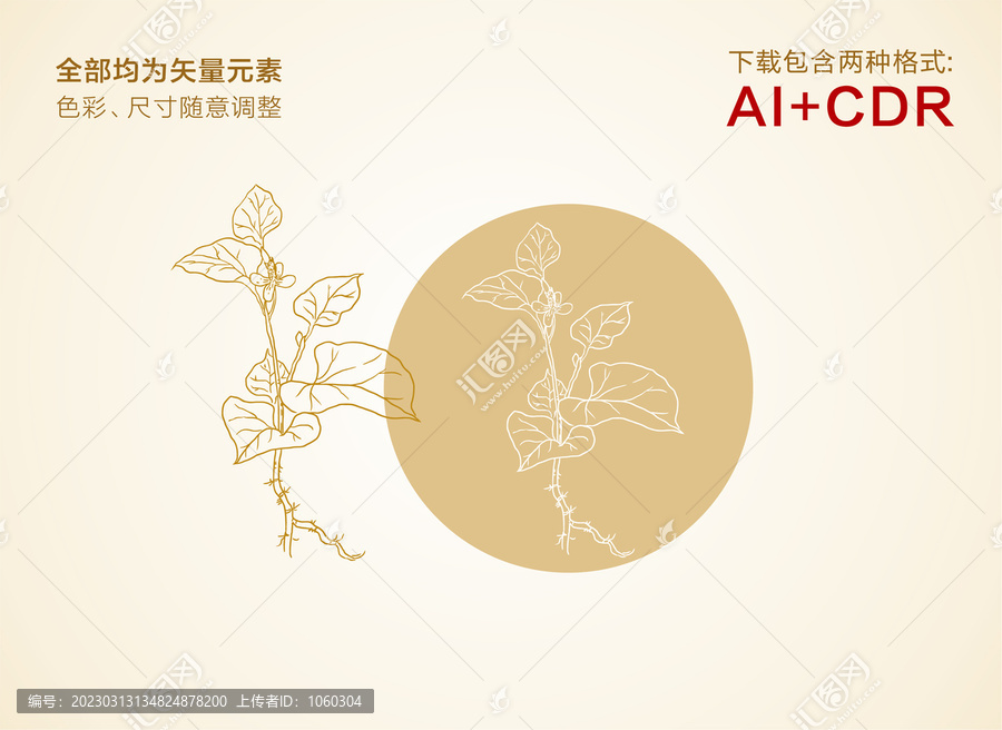 魚(yú)腥草手繪魚(yú)腥草插圖