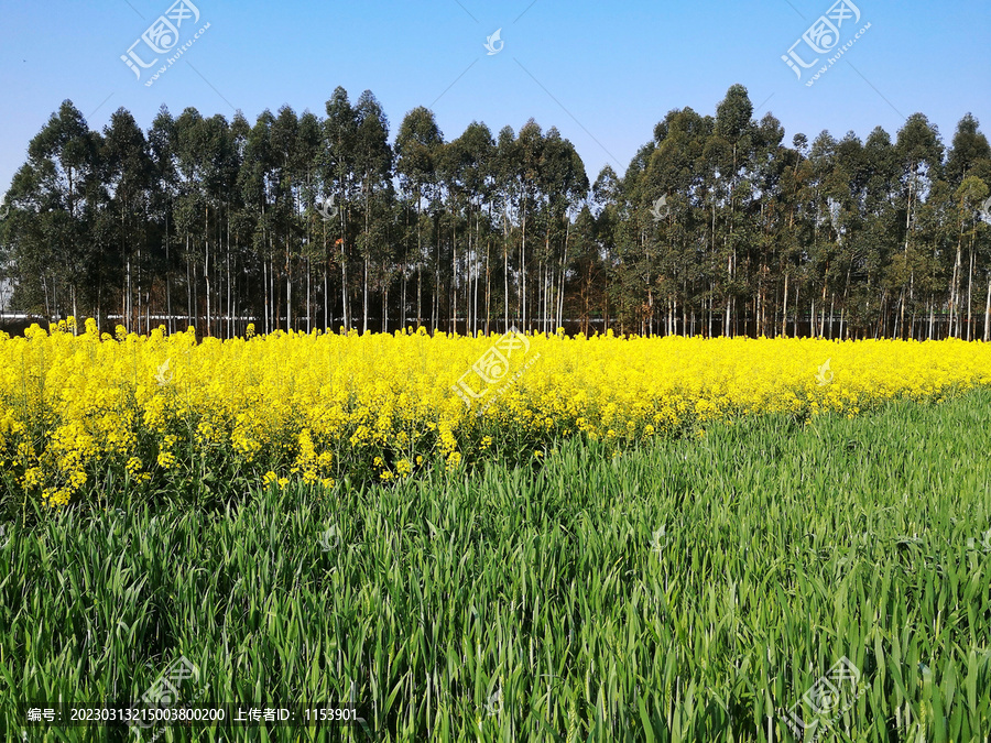 油菜田