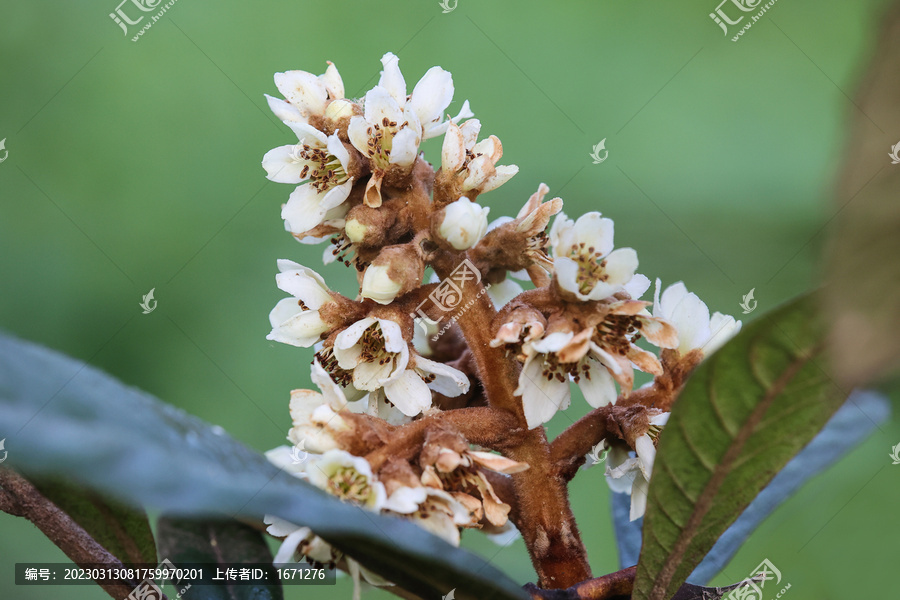 枇杷花