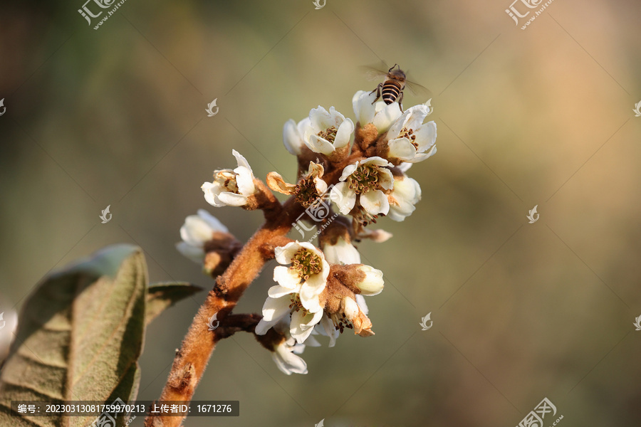 枇杷花