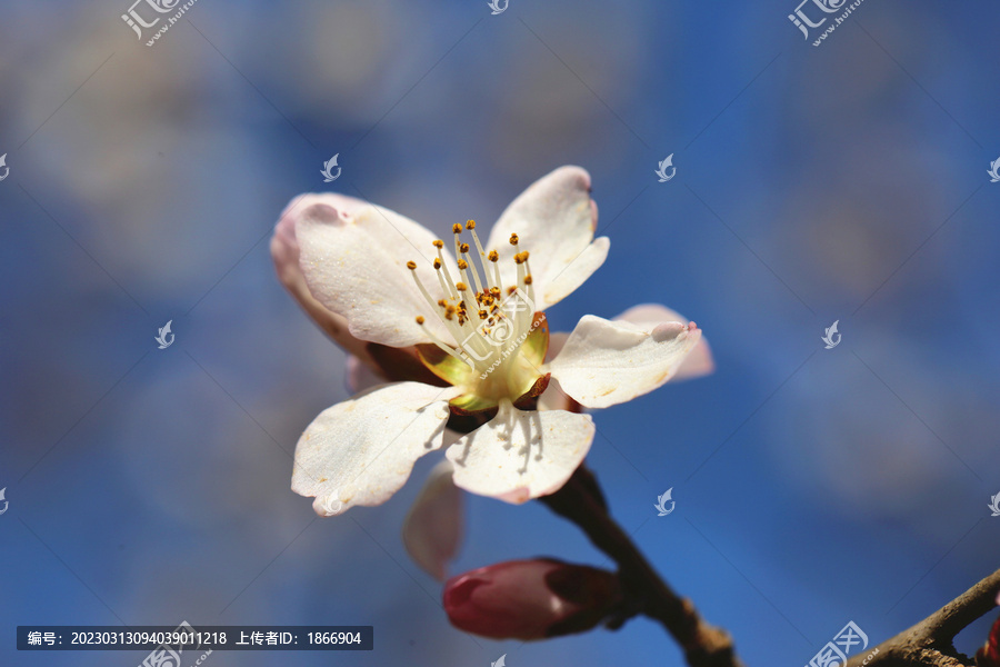 春天桃花开大画幅