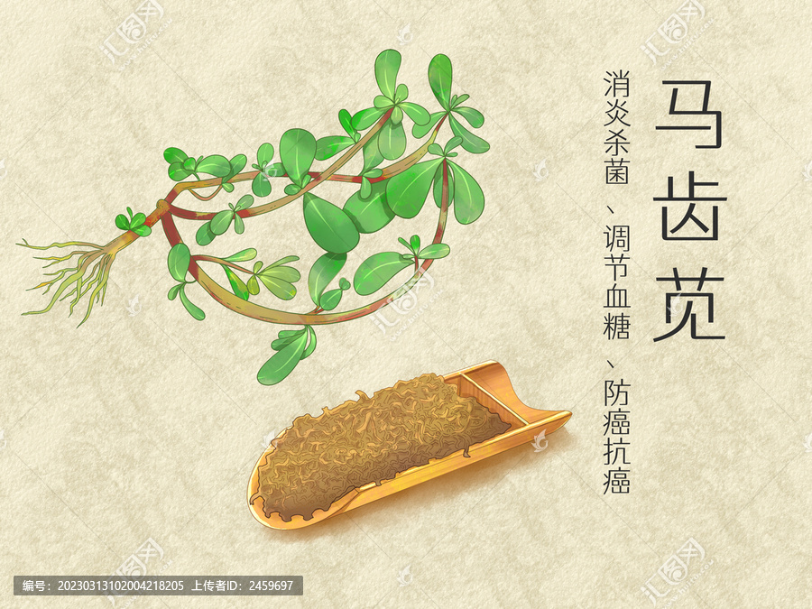 手绘水彩中药药材马齿苋插画