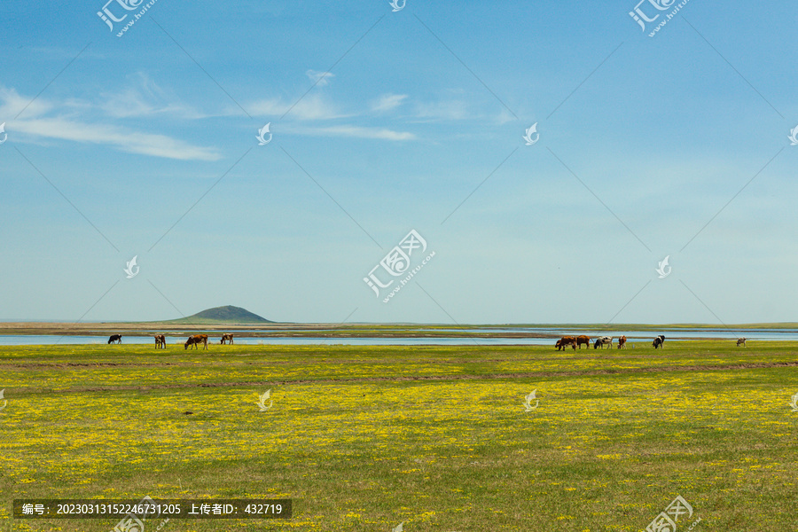 草原牧场牛群春天景色