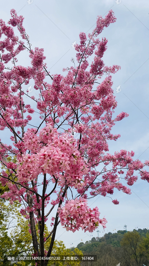武汉东湖磨山樱花园