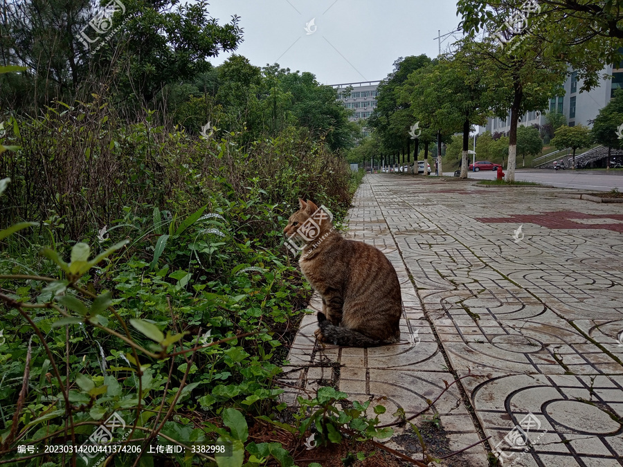 学校猫咪