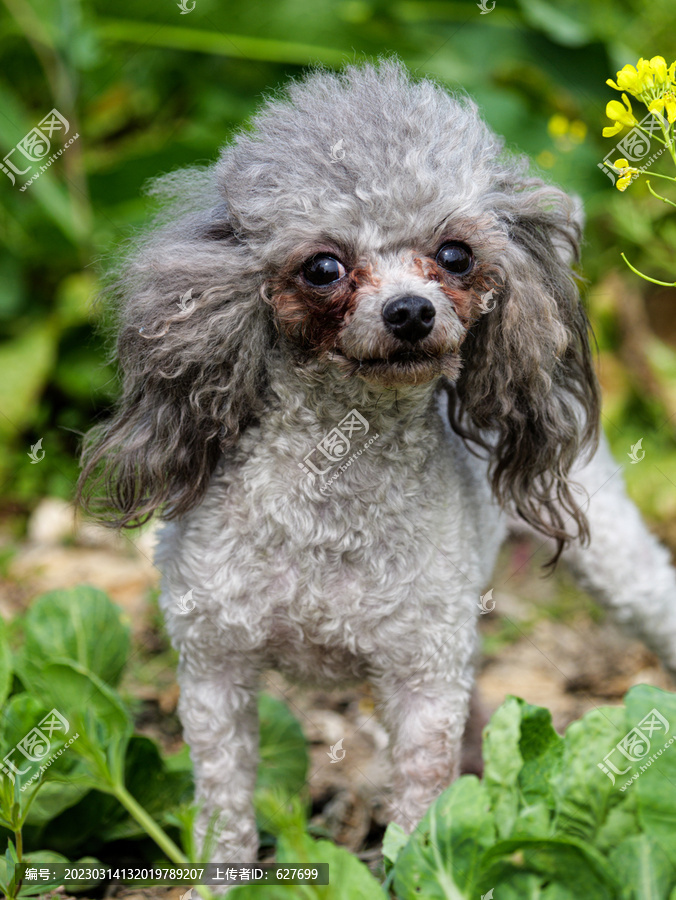 泰迪犬