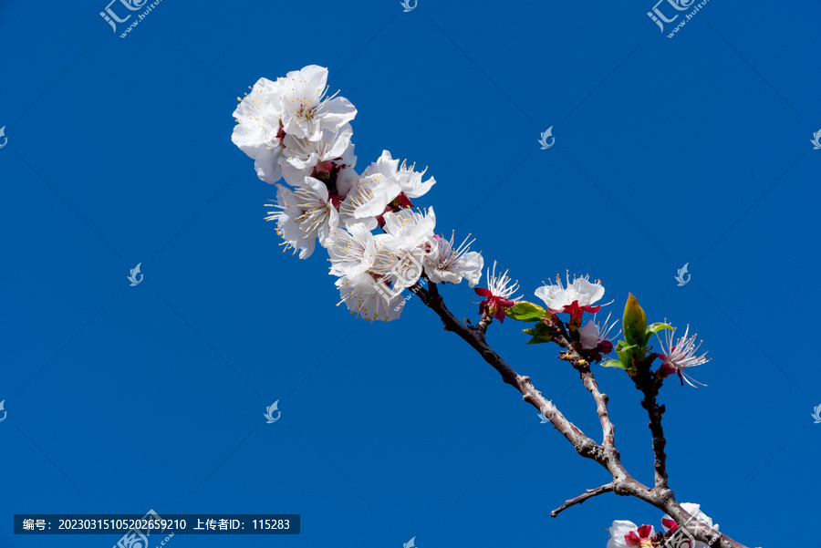 山桃花