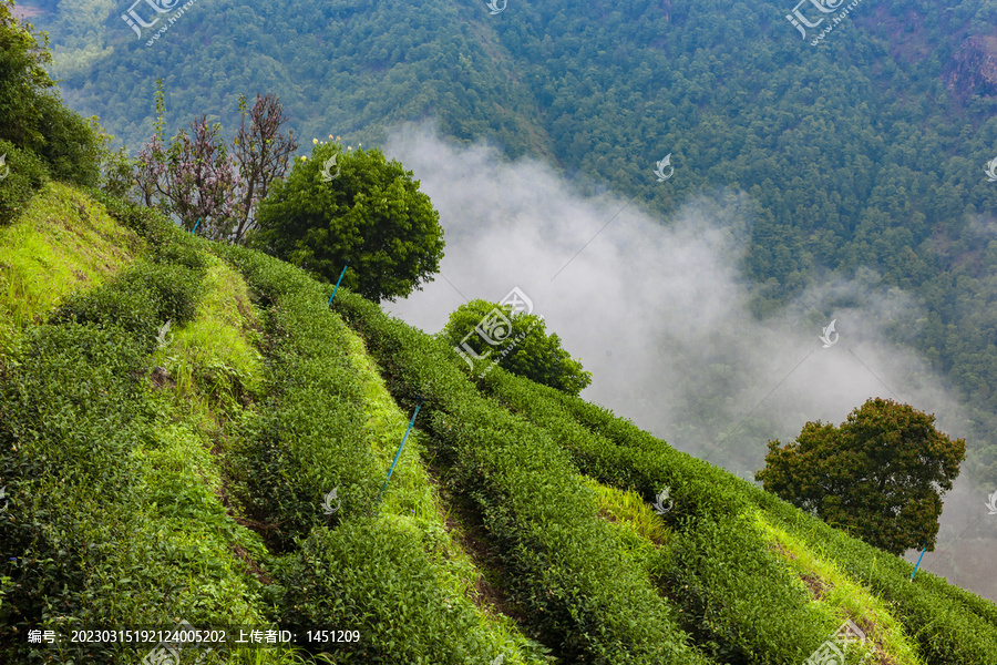 茶山