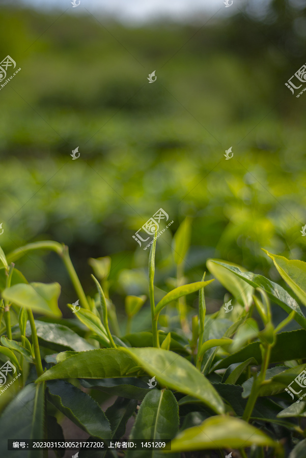 白茶茶芽