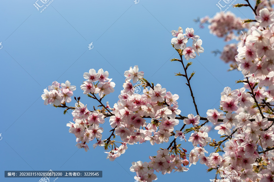 春天里的樱花开了