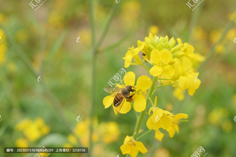 油菜花上的小蜜蜂