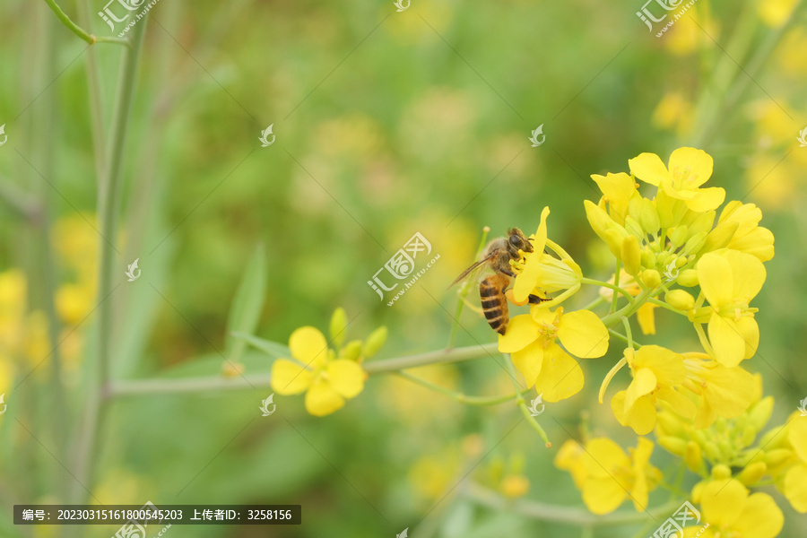 油菜花上的小蜜蜂