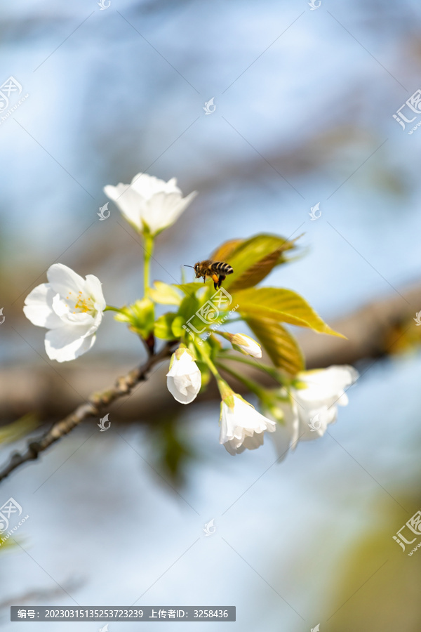 春天的樱花卉背景素材