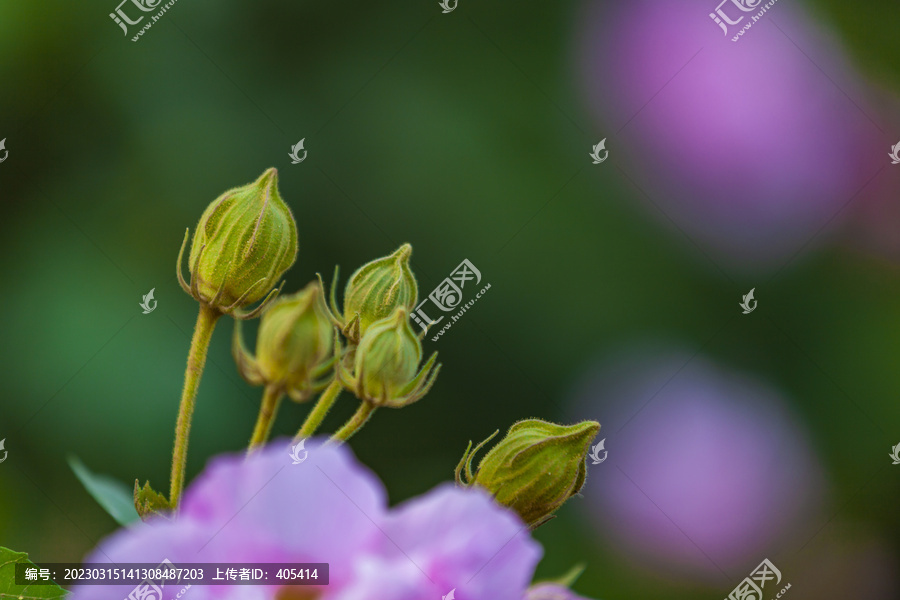 芙蓉花蕾