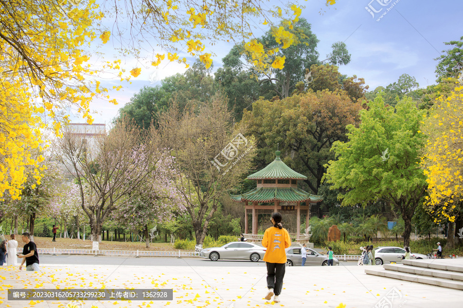 华农大黄花风铃