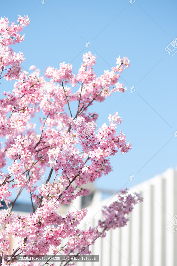 学院樱花