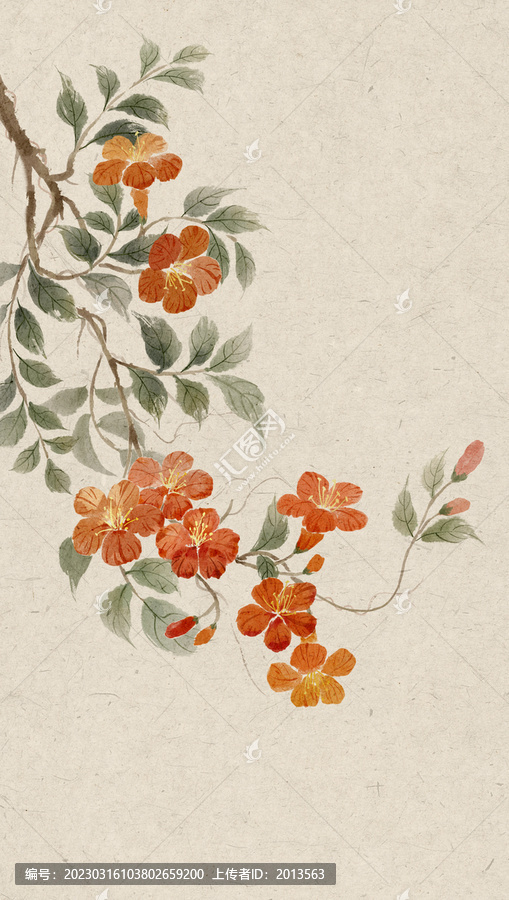 凌霄花插畫