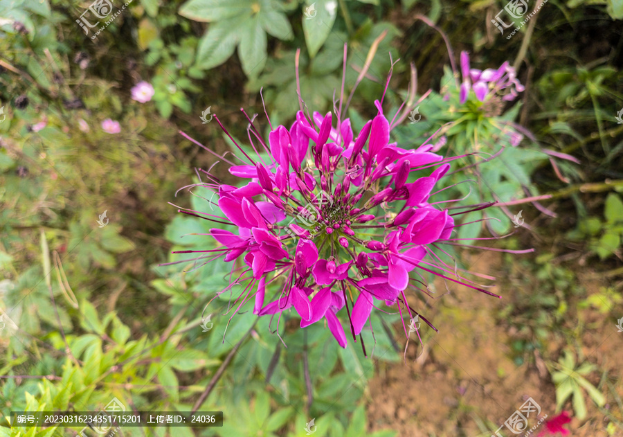 龙须花花序