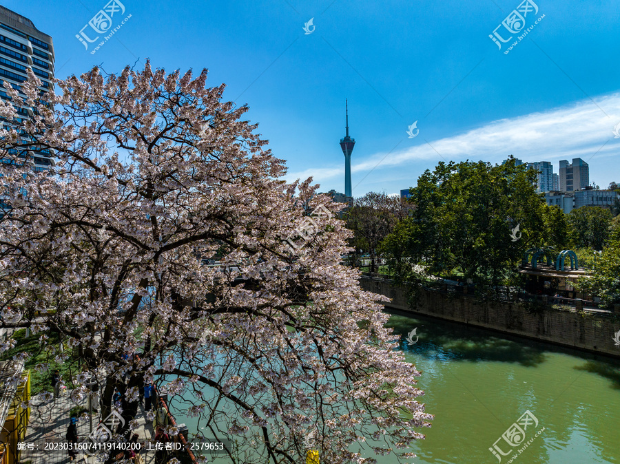 成都红星路电视塔泡桐花