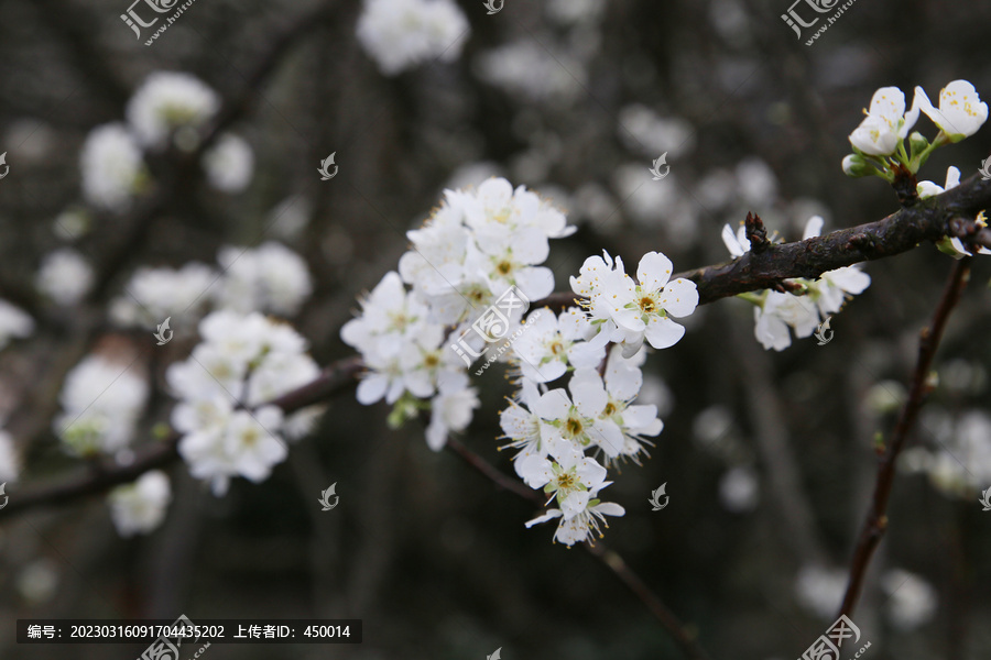 李花