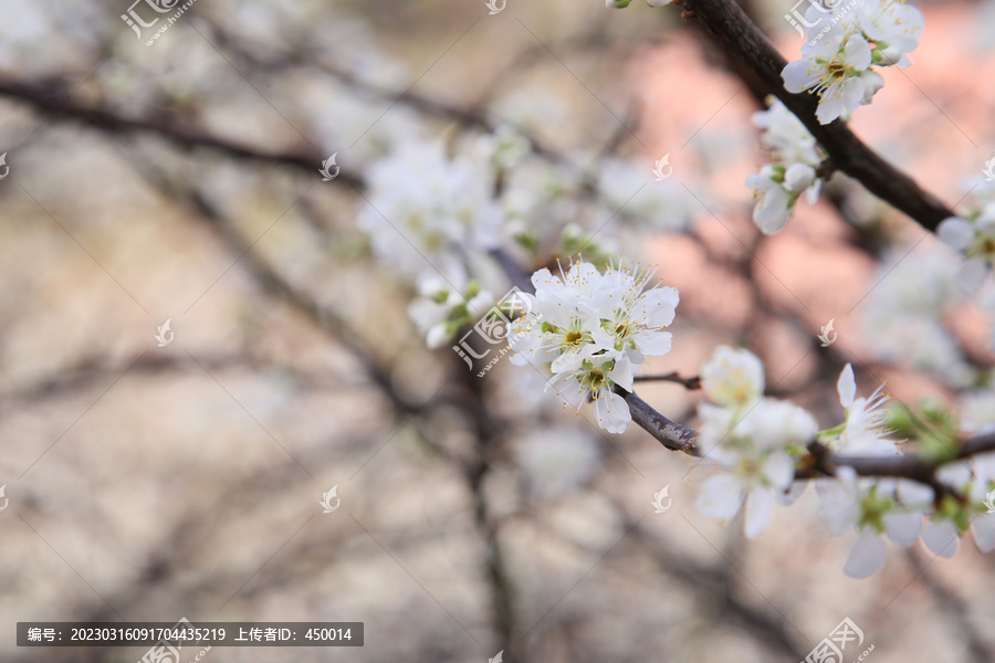 李花