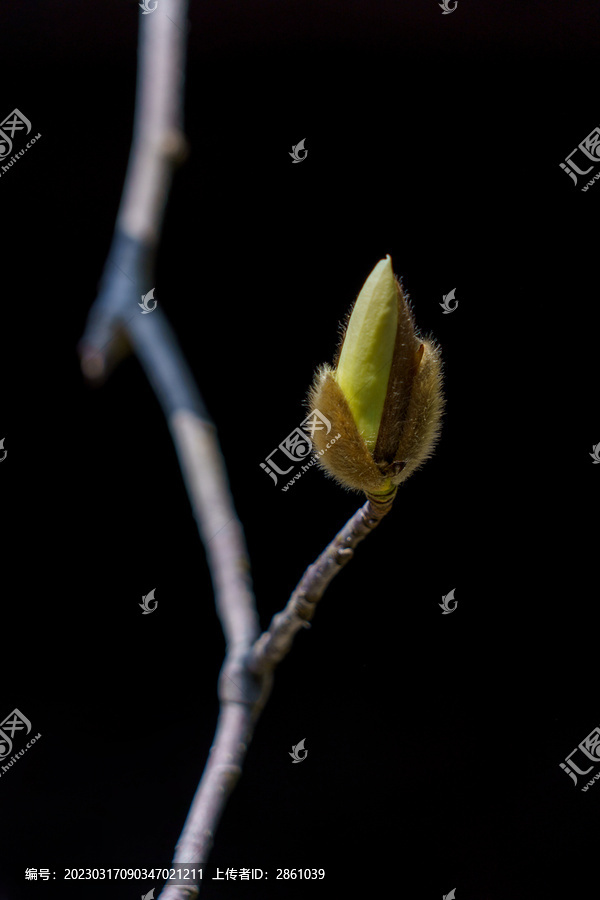 含苞待放的玉兰花