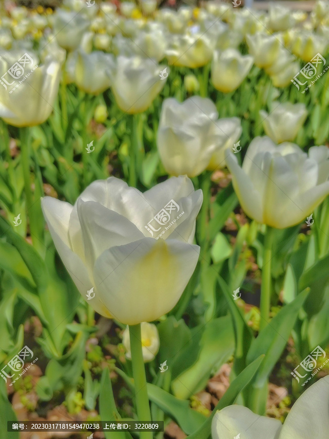 白色郁金香花丛