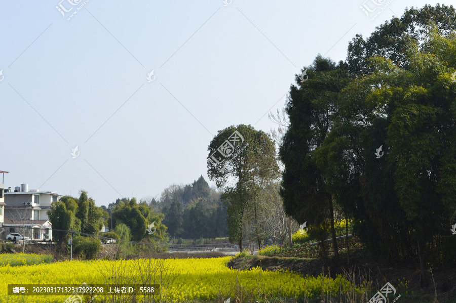 成都简阳市油菜花地