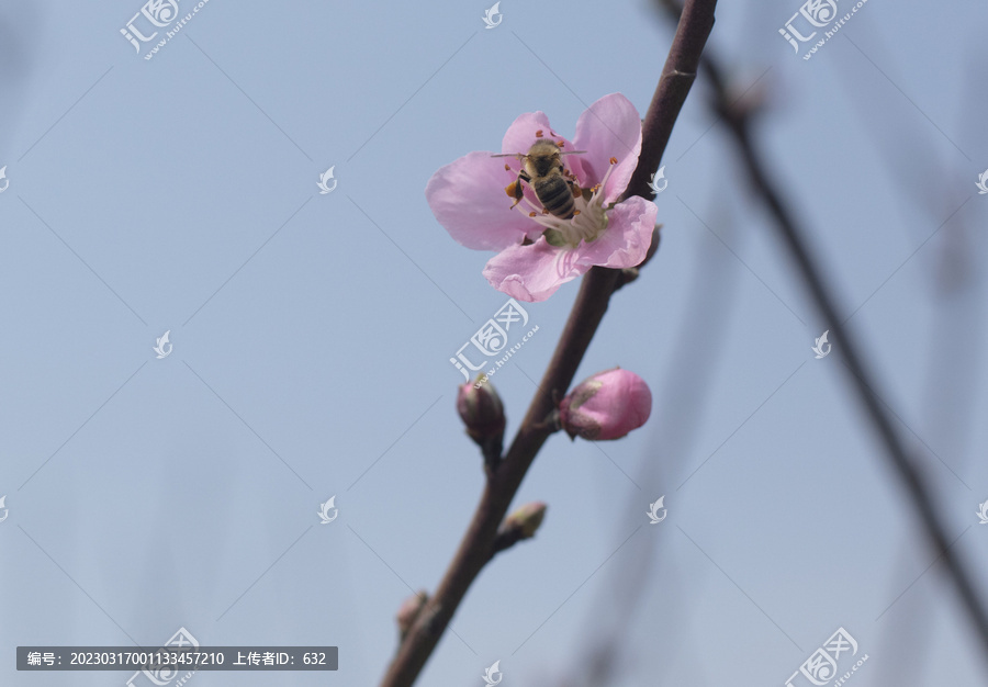 桃花蜜蜂