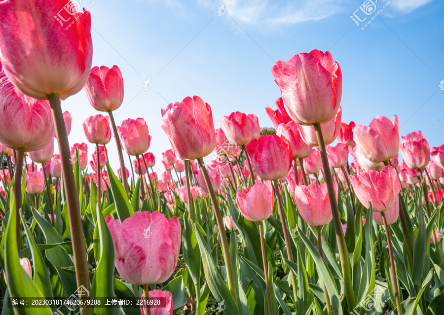 郁金香花卉背景图