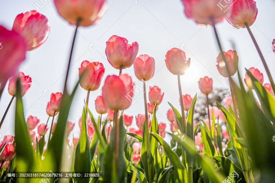 郁金香花卉背景图