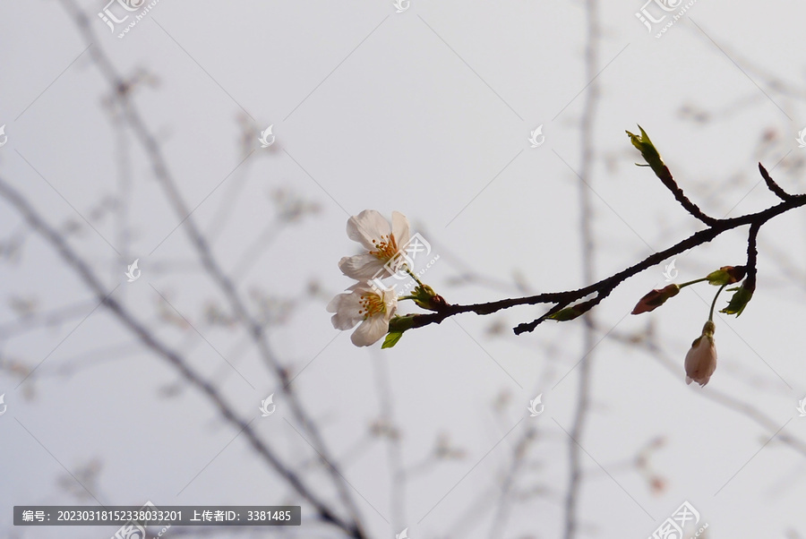 春季樱花