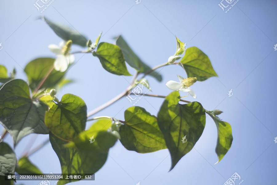 鱼腥草