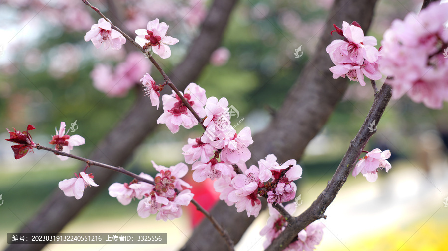 桃花特写