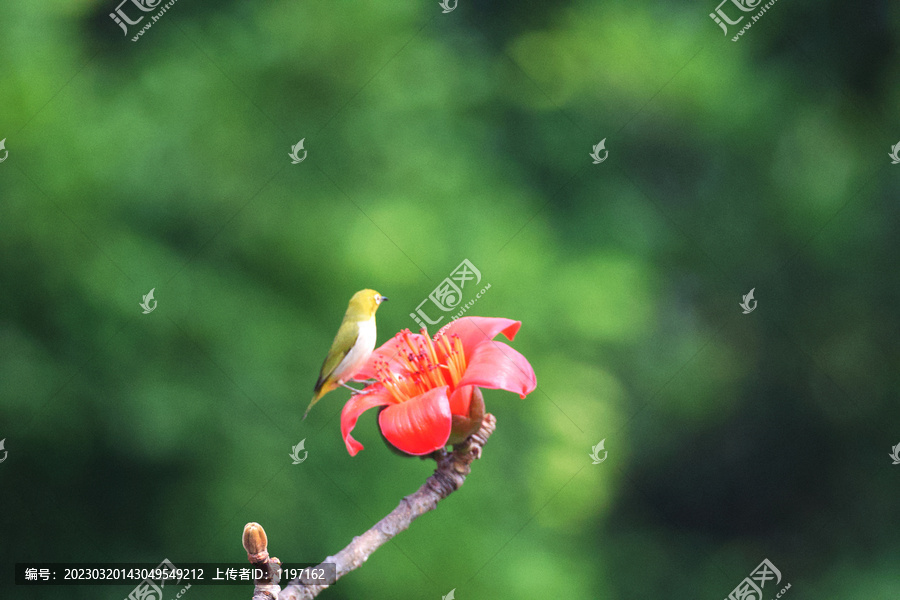 木棉花上的绣眼鸟