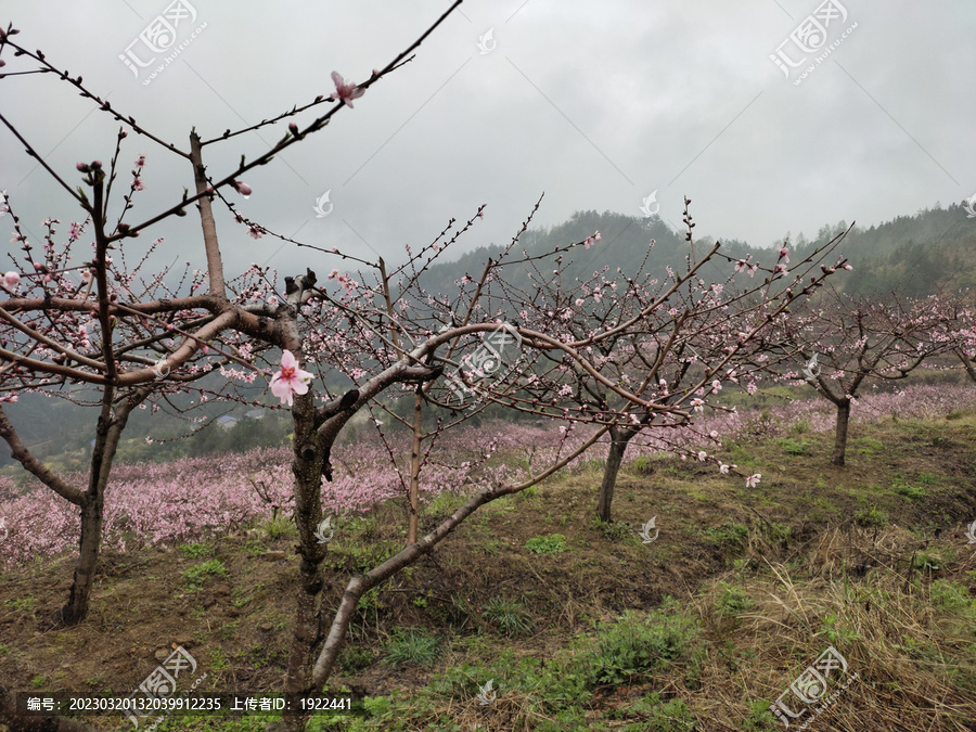 桃树