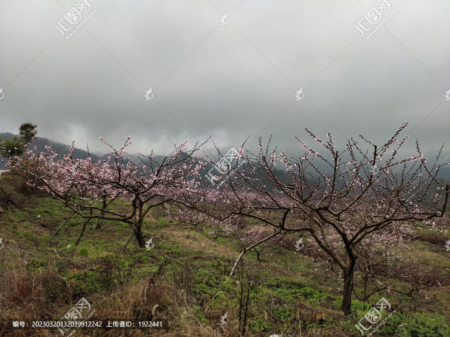 桃花朵朵开