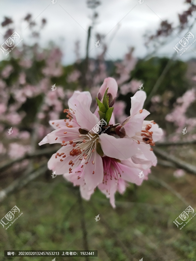 桃花特写